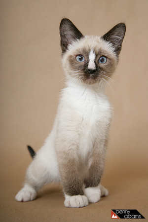 Fuji the Kitten