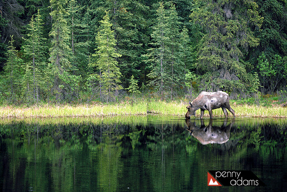 Moose, Denali National Park, Alaska