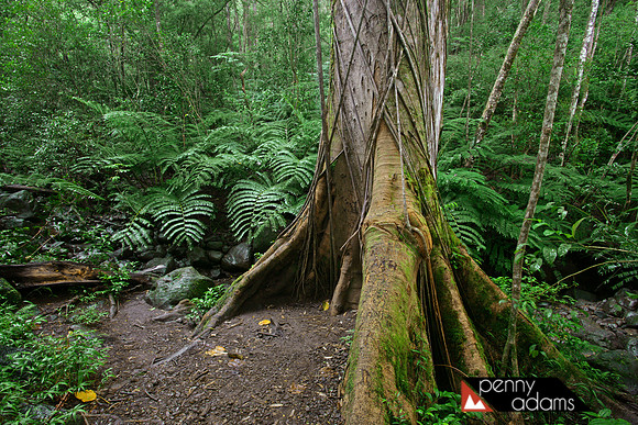 Mossy Tree Along the Moana Falls Trail, Oahu, Hawaii