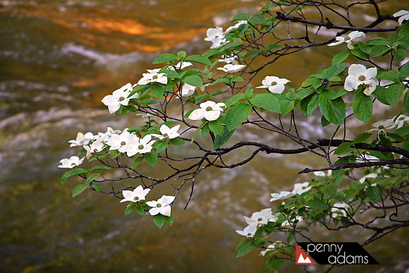 Pacific Dogwood Over the Merced River, Yosemite NP, CA