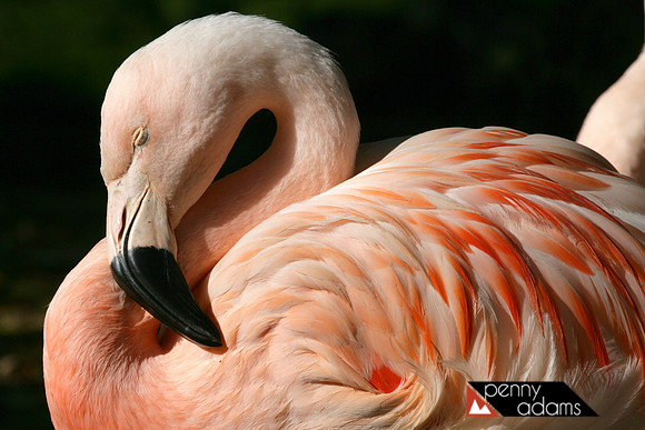 Chilean Flamingo