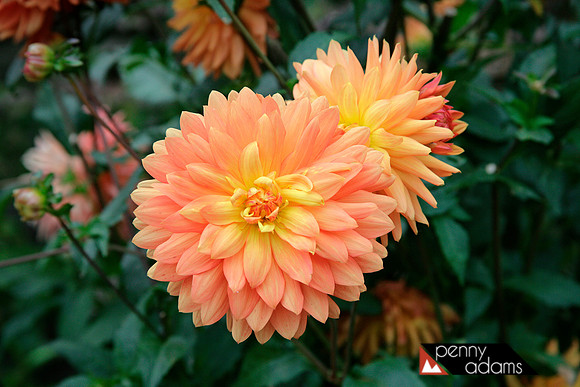 Blooming Dalhias, Woodside, California