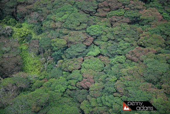 Albizia Trees From Above, Kauai, Hawaii