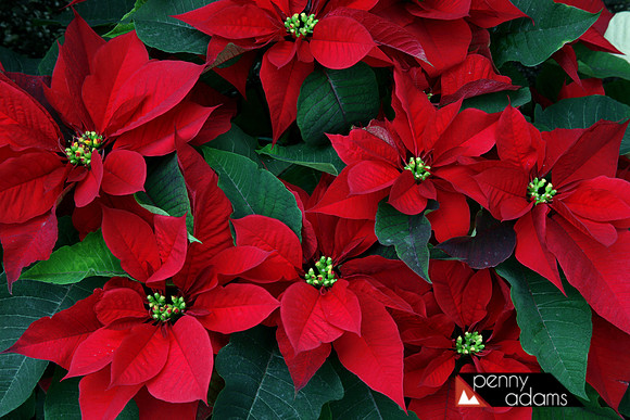 Red Poinsettias