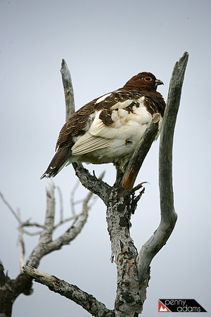 Ptarmigan, Denali National Park, Alaska