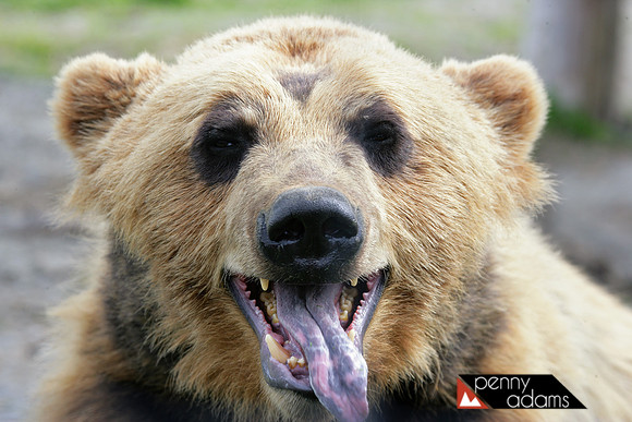 Coastal Brown Bear, Alaska