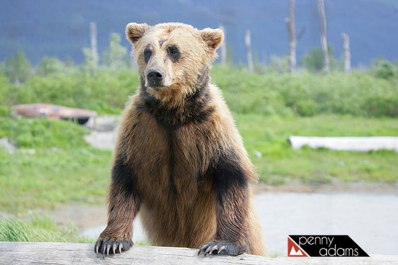 Coastal Brown Bear, Alaska