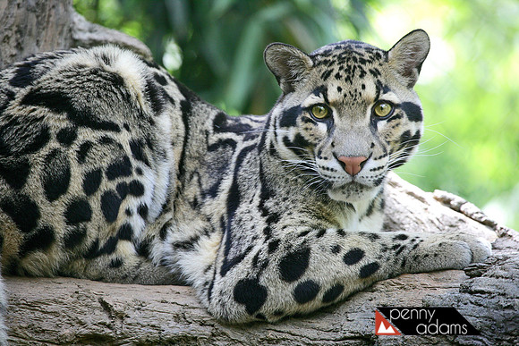 Clouded Leopard, Nashville Zoo at Grassmere, Nashville, Tennesse