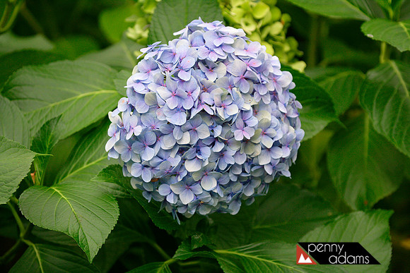 Hydrangea