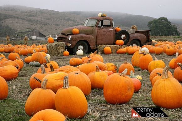 Half Moon Bay Pumpkin Patch, San Mateo County, California