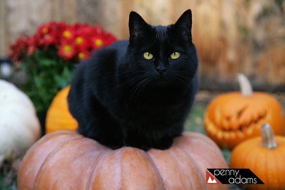 Miss Boo the Halloween Queen