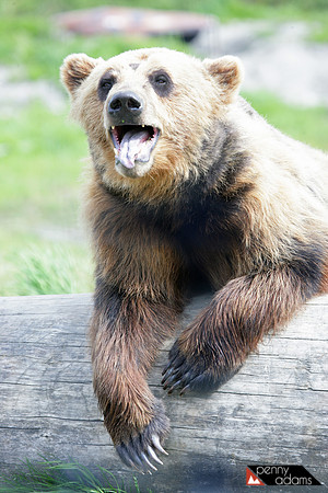 Coastal Brown Bear, Alaska