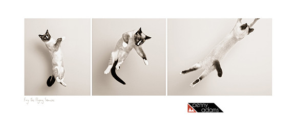Fuji the Jumping Siamese