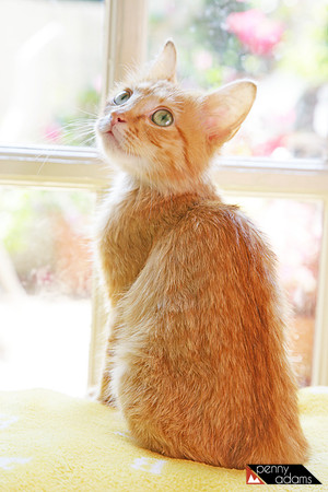Sunny the Kitten