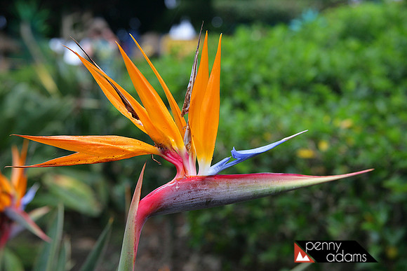 Bird of Paradise