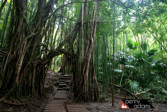 Manoa Falls Trail, Oahu, Hawaii